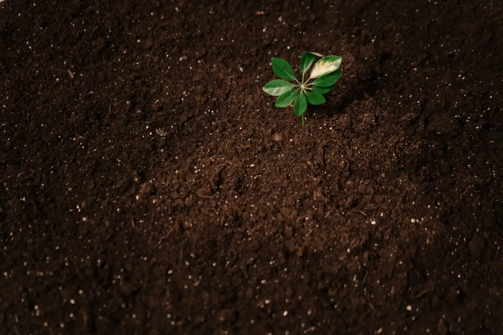 基于槟多酚的食养技术应用前景与临床研究进展分析