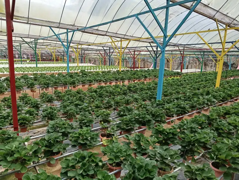 食养医学研究在营养科学中的科研服务模式与行业趋势